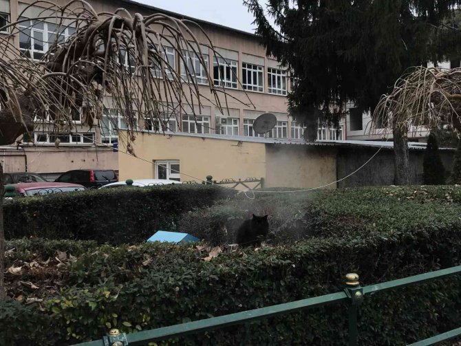 Jeotermal Suyunun Buharıyla Isınan Kedi