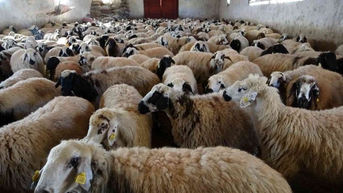 Besiciler 20 Bin Liraya Çoban Bulamıyor