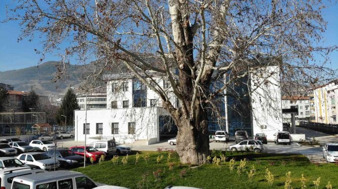 Tokat’ta 5 Asırlık Çınar Ağacı Koruma Altına Alındı