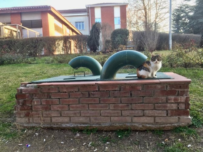 Soğuktan Kaçmak İçin Havalandırma Boşluğuna Girdi