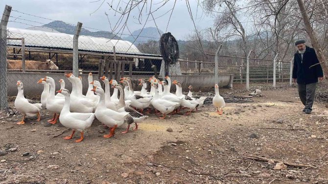 Bu Kazların Sahipleriyle Kurduğu İletişim Hayran Bırakıyor