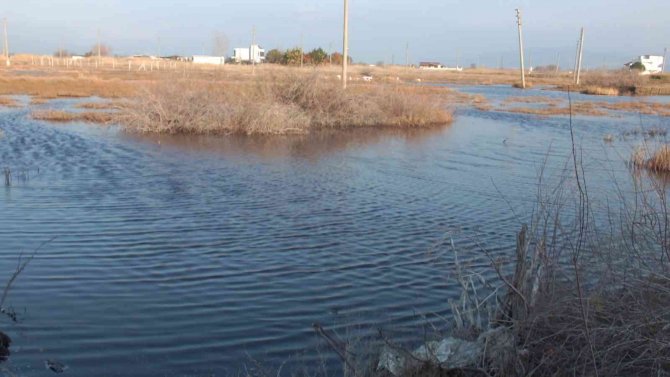 Balıkesir Sahillerindeki Flamingolar İlgi Odağı Oldu