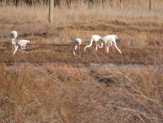 Balıkesir Sahillerindeki Flamingolar İlgi Odağı Oldu