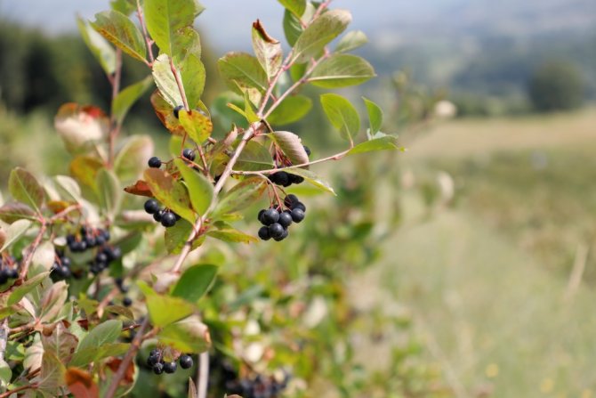 İ̇negöl Tarımı Şahlanıyor