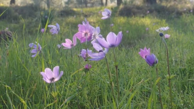 Dağ Laleleri Kış Mevsiminde Çiçek Açtı