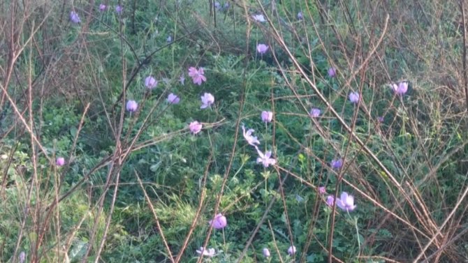 Dağ Laleleri Kış Mevsiminde Çiçek Açtı