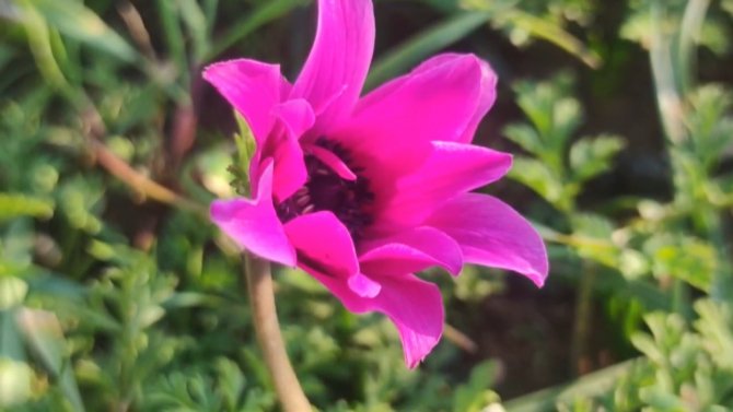 Dağ Laleleri Kış Mevsiminde Çiçek Açtı