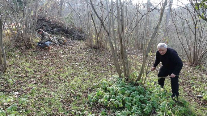 Fındık Üreticilerinin Kışlık Bakım Mesaisi