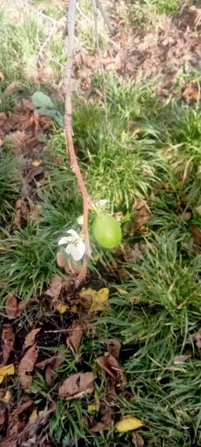 Erik Ağaçları Ocak Ayında Çiçek Açtı