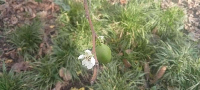 Erik Ağaçları Ocak Ayında Çiçek Açtı