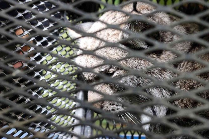 Köpeklerden Kaçarken Tel Örgüde Asılı Kalan Vaşak Tedavi Altına Alındı