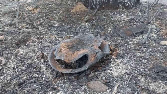 Kuş Cenneti’ndeki Yangında Bazı Hayvanlar Telef Oldu