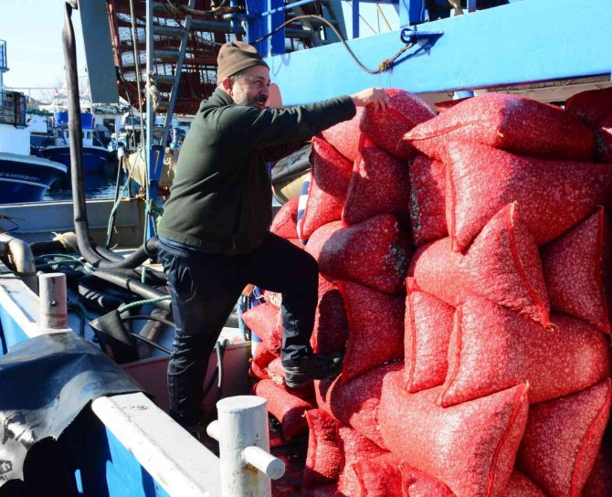 Her Gün Tonlarca Kum Midyesi Avlayıp, Dünyanın Dört Bir Yanına İhraç Ediyorlar