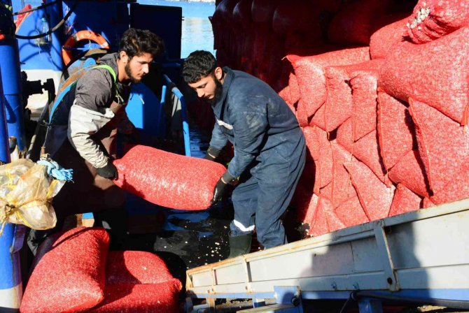 Her Gün Tonlarca Kum Midyesi Avlayıp, Dünyanın Dört Bir Yanına İhraç Ediyorlar