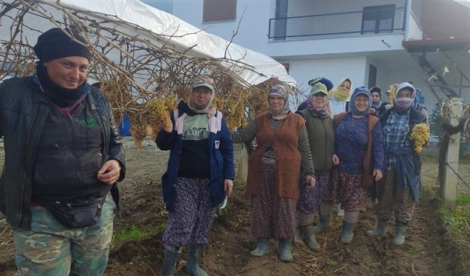 2022 Yılının Son Üzümü 2023 Yılında Kesildi