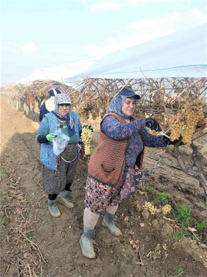 2022 Yılının Son Üzümü 2023 Yılında Kesildi
