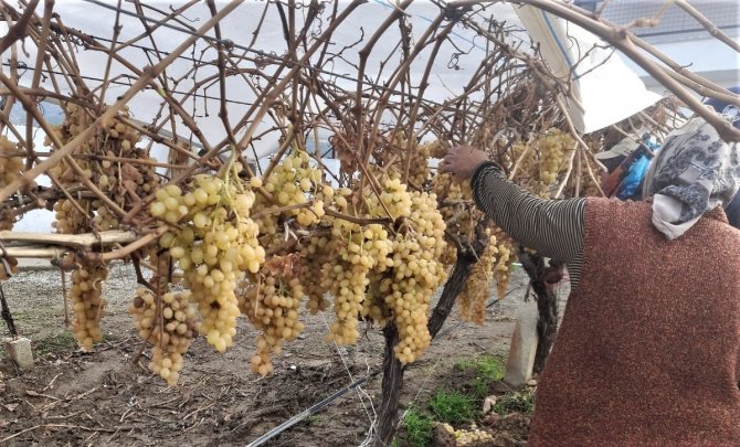 2022 Yılının Son Üzümü 2023 Yılında Kesildi