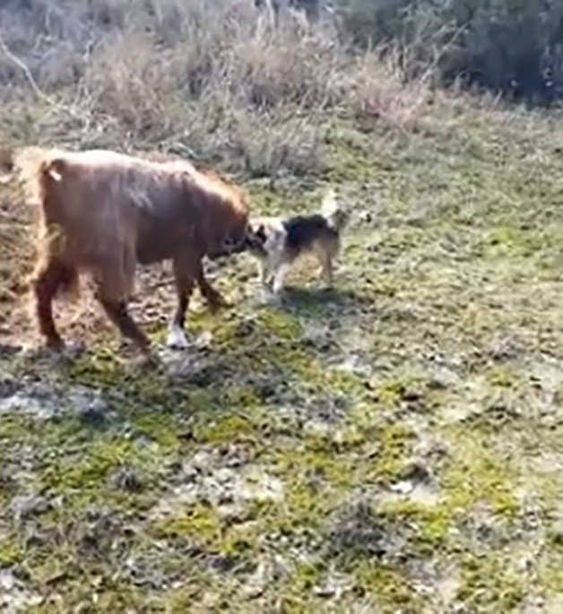 Köpek İle Keçinin Dostluğu Gündem Oldu