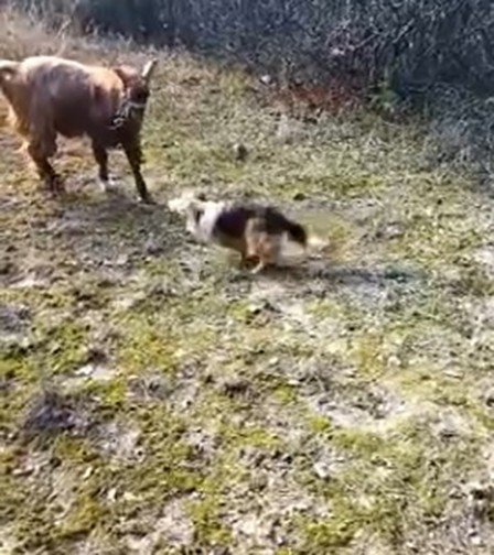 Köpek İle Keçinin Dostluğu Gündem Oldu