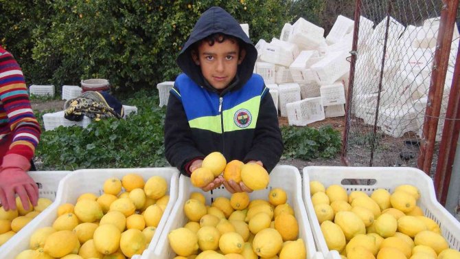 Mersin’de Limon Hasadı Sürüyor