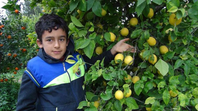 Mersin’de Limon Hasadı Sürüyor