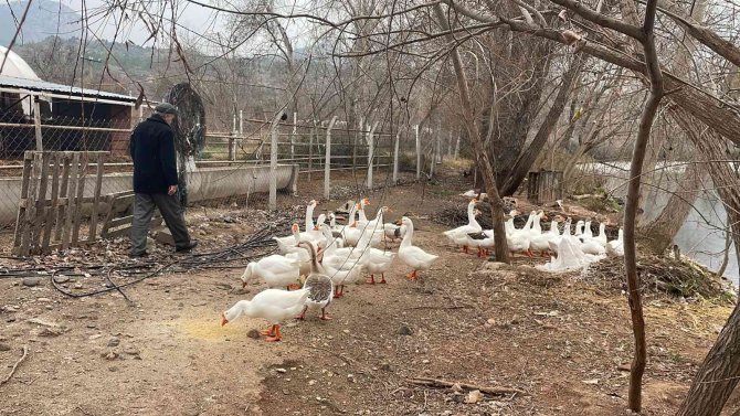 Bu Kazların Sahipleriyle Kurduğu İletişim Hayran Bırakıyor