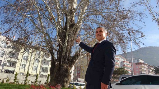 Tokat’ta 5 Asırlık Çınar Ağacı Koruma Altına Alındı