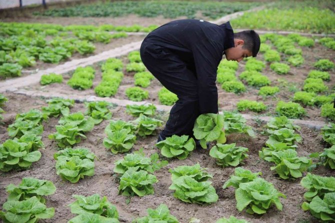 Tarım Lisesinde Öğrenciler Modern Tarımı Uygulamalı Öğreniyor