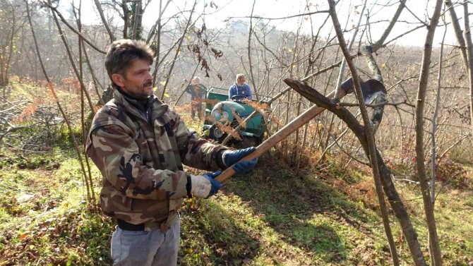 Fındık Üreticilerinin Kışlık Bakım Mesaisi