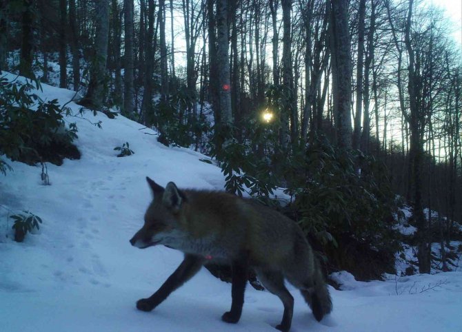 Havaların Soğumasını Bekleyen Ayıları Uyku Tutmadı