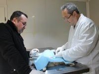 Biga’da Sokak Hayvanları Kısırlaştırılıyor