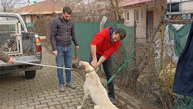 Bingöl’de Bakıma İhtiyacı Olan Anne Köpek Ve Yavruları Barınağa Götürüldü