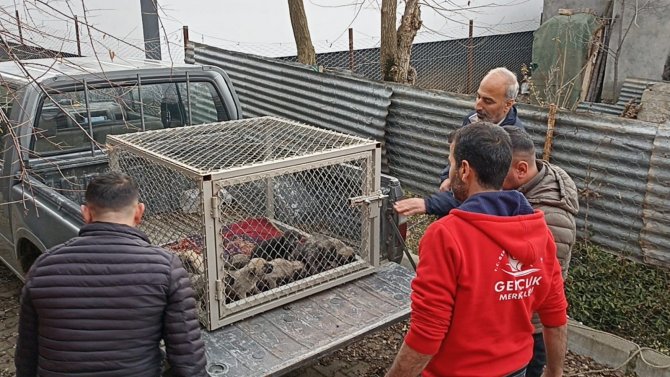 Bingöl’de Bakıma İhtiyacı Olan Anne Köpek Ve Yavruları Barınağa Götürüldü
