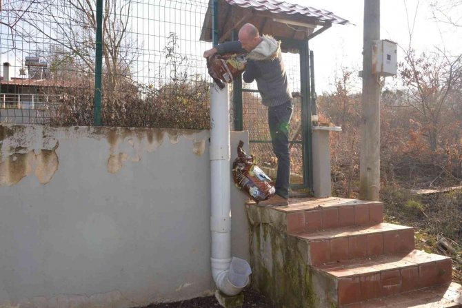 Soğuk Havada Sokak Hayvanlarını Besleme Çalışmaları