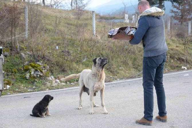 Soğuk Havada Sokak Hayvanlarını Besleme Çalışmaları