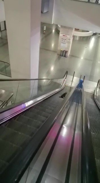 Ayağı Yürüyen Merdivene Sıkışan Kedi Yardım Bekledi