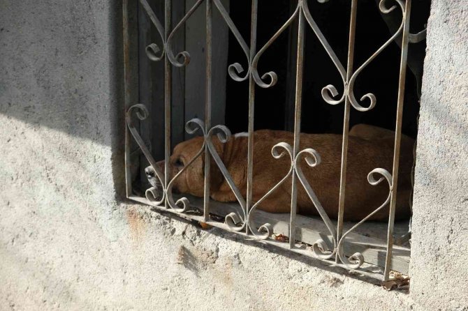 Evin Bodrumunda Mahsur Kalan Köpek İtfaiye Ekiplerince Kurtarıldı