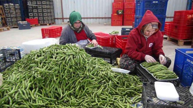 Mersin’den Irak’a Bakla İhracatı