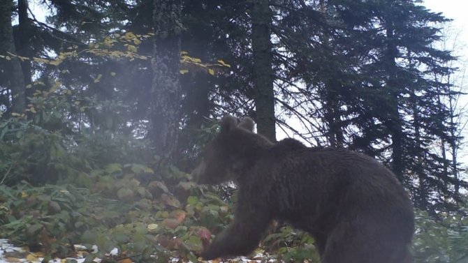 Kış Uykusuna Geçemeyen Bozayılara Karşı Dikkat Uyarısı