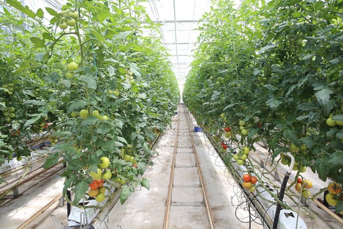Büyükşehir, 1 Yılda 13 Milyon Kilogram Evsel Atığı Bertaraf Etti