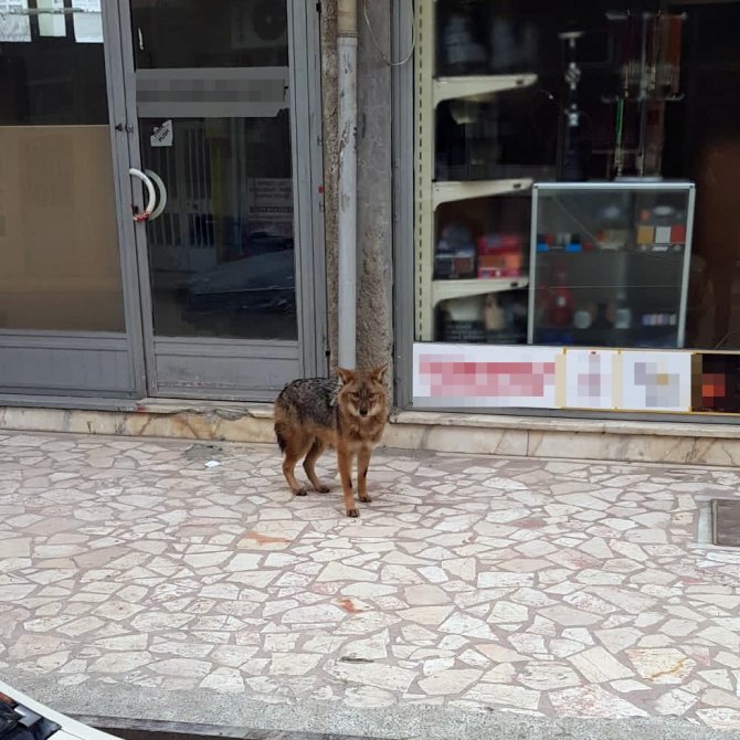 Aç Kalan Çakal Şehre İndi