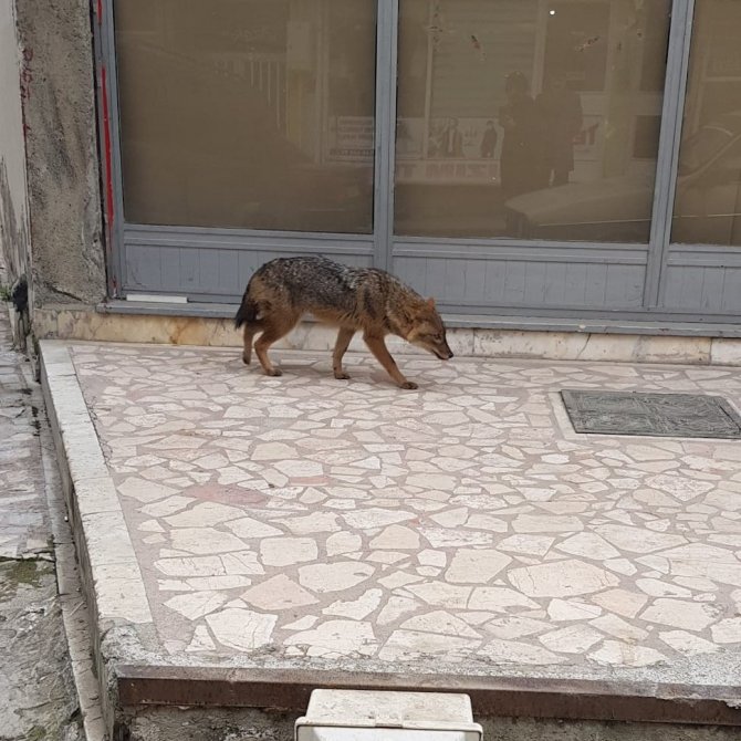 Aç Kalan Çakal Şehre İndi