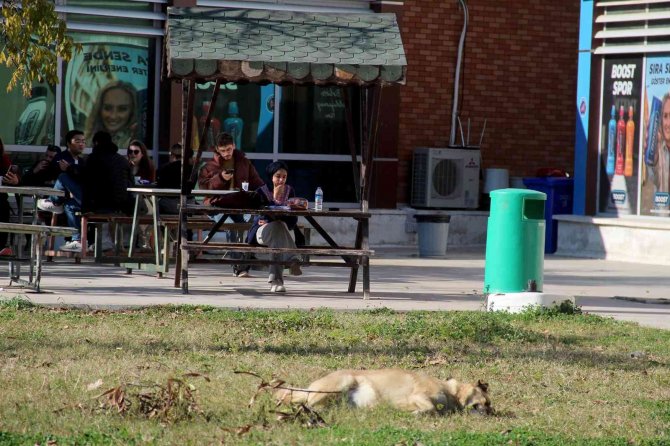 Rektörden, Kampüs İçinde Başıboş Köpek İsyanı