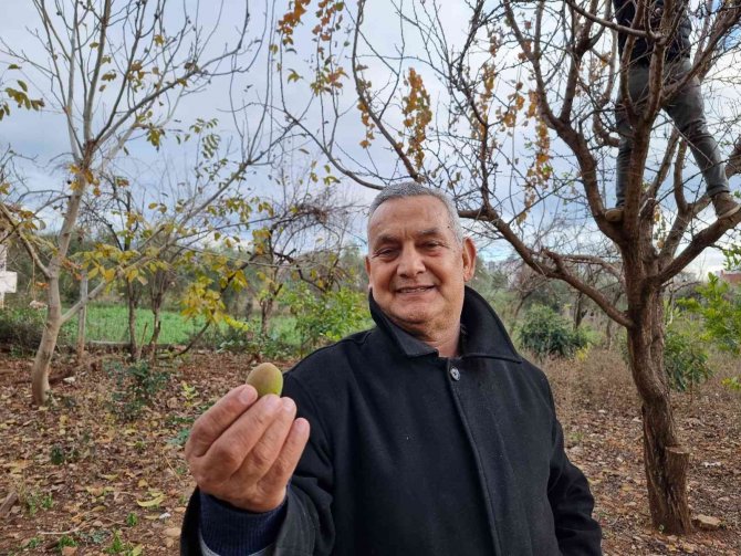 Kayısı Ağacı Kış Ortasında Çiçek Açıp Meyve Verdi