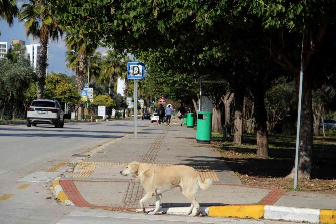 Rektörden, Kampüs İçinde Başıboş Köpek İsyanı