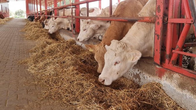 Aydın Çiftçisi, İneklerin Anasına Bakıp Kızını Büyüterek İşletmeleri Genişletecek