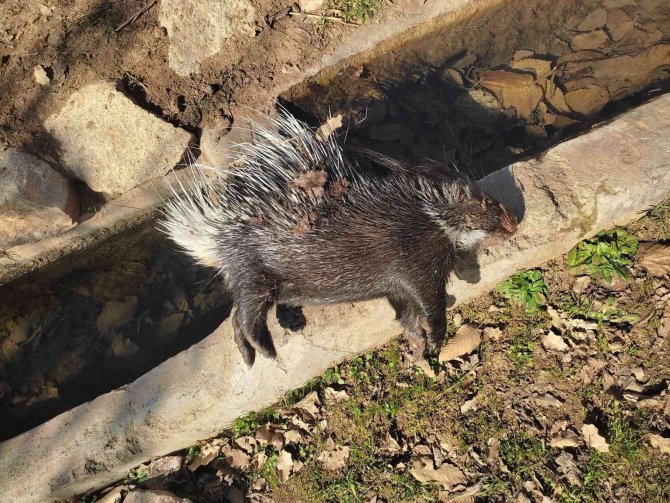 Nesli Tükenme Tehlikesi Altındaki Oklu Kirpi Telef Olmuş Halde Bulundu