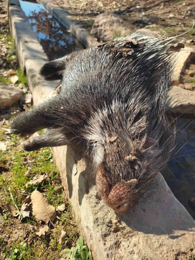Nesli Tükenme Tehlikesi Altındaki Oklu Kirpi Telef Olmuş Halde Bulundu