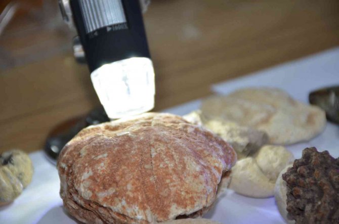 Bitlis’te Tarihe Işık Tutacak Milyonlarca Yıllık Fosil Bulundu