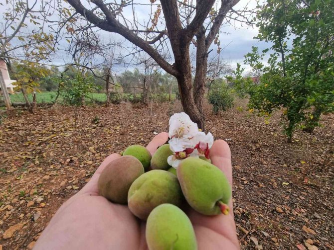 Kayısı Ağacı Kış Ortasında Çiçek Açıp Meyve Verdi